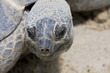 tortue de terre