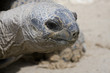 tortue de terre