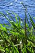 Reeds at water edge