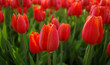 Sea of tulips