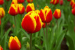 Red and yellow tulips