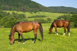 Two horses Two horses