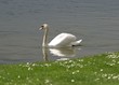 swan on the lake