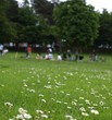park community