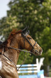 saut d'obstacle