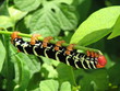 pseudosphinx tetrio pseudosphinx tetrio
