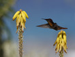 Ruby-throated hummingbird (archilochus colubris)