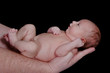 Newborn Baby Held in Her Daddy's Arms