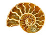 Striking Isolated Single Nautilus Fossil on White Background