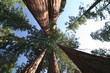 Sequoia sempervirens