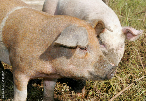 Photo: pigs eating pigs eating
