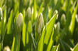 Sea of closed tulips