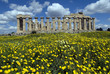 Griechische Tempel in Selinunte, Sizilien