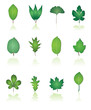 tree leaf icon