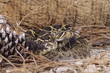Snake-Timber rattlesnake (crotalus horridus) Snake-Timber rattlesnake (crotalus horridus)