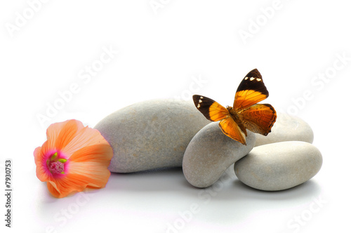 Papillon
