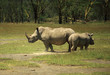 Mother and baby Rhino