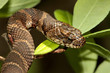 Northern Water Snake (nerodia sipedon) climbing in a tree