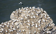 Photo: Gannet City Gannet City