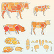 cowandchichen