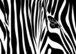 Zebra texture