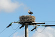 cigogne avec ses petits dans le nid