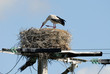 cigogne dans son nid