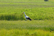 cigogne dans les marais