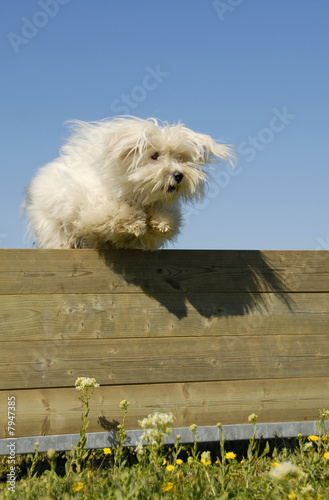 Jumping Maltese