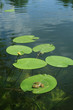 frog on the waterlily