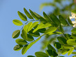 Acacia branch