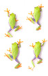 frog macro - a red-eyed tree frog (Agalychnis callidryas)
