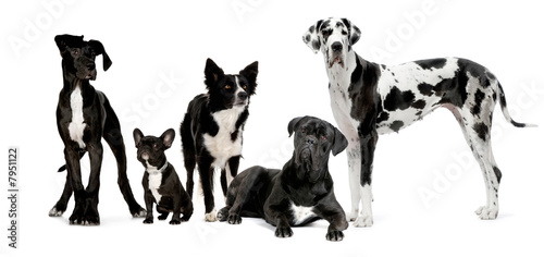 group of dogs group of dogs