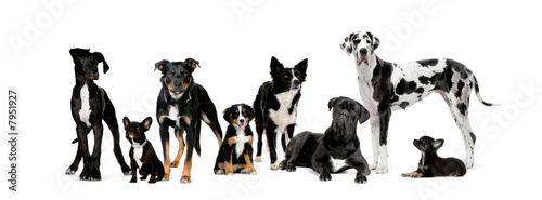 group of dogs