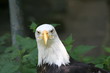 Weißkopfseeadler 02
