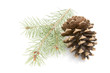Pinecone and needles