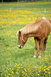 danish horses