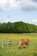 danish horses