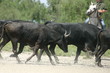 2007_05_Ferrade142
