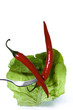 Salatschote III
