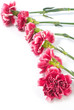 Carnation Carnation
