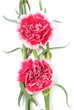 Carnation Carnation