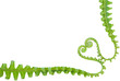 fern in love shape fern in love shape