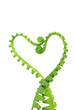 fern in love shape fern in love shape