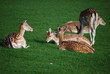 biche