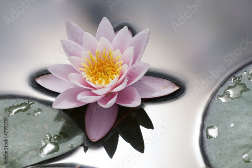 nénuphar