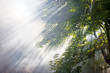 sunbeams in campfire smoke in forest