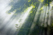 Beautiful sunbeams in forest