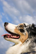 Blue Merle Tri-color Australian Shepherd Closeup of Profile