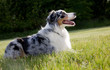 Blue Merle Tri-color Australian Shepherd Lying Down